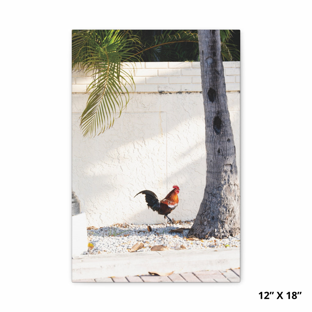 Morning Rooster | Key West Collection