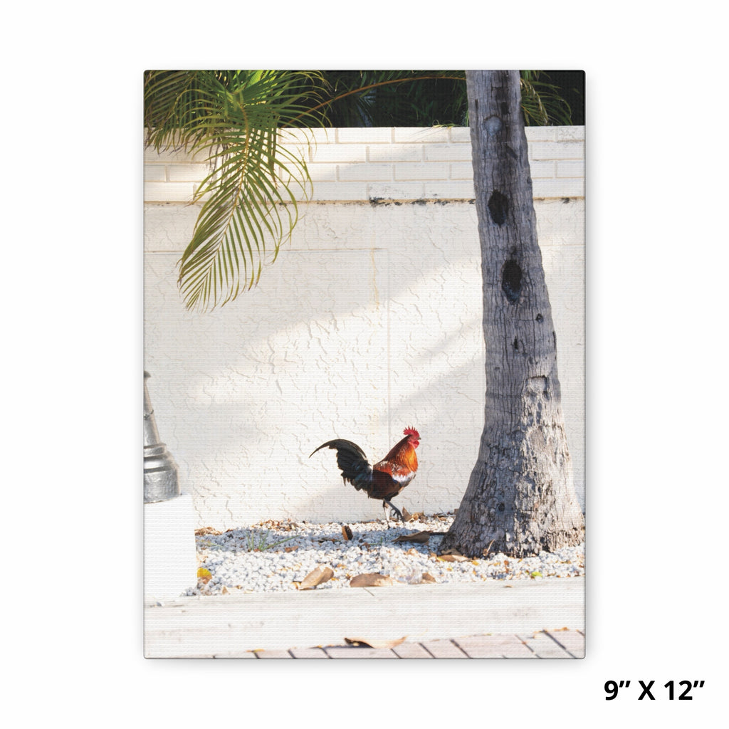 Morning Rooster | Key West Collection