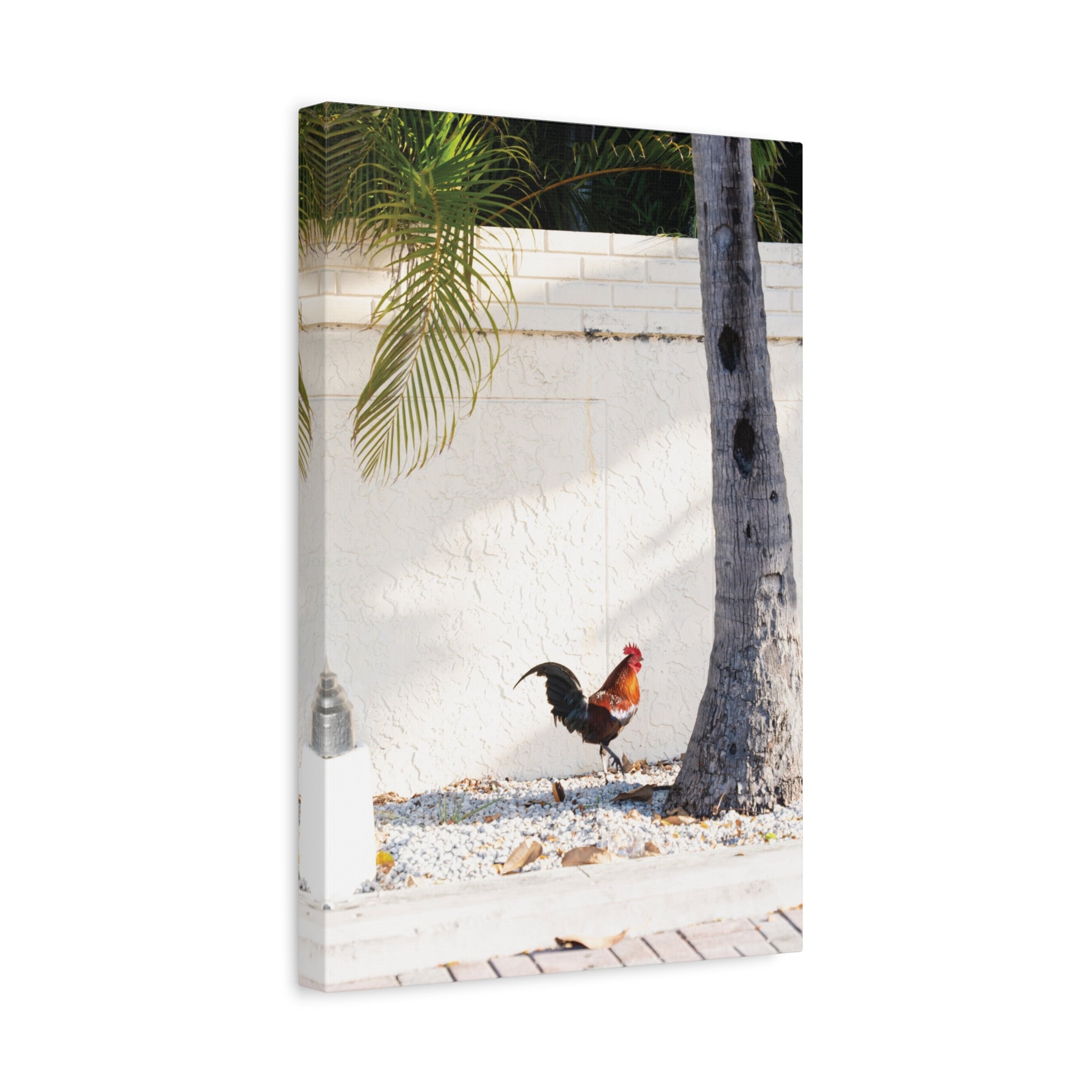 Morning Rooster | Key West Collection